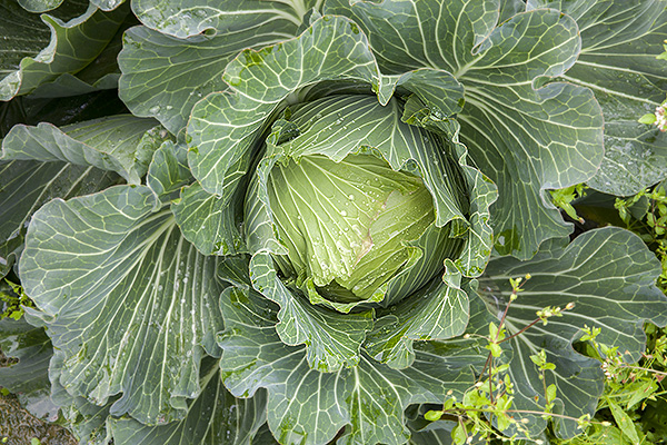 cabbage-101002_6